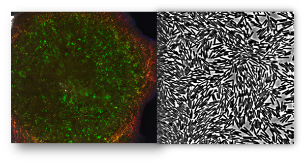 two photos of colored cells and black and white cells side by side