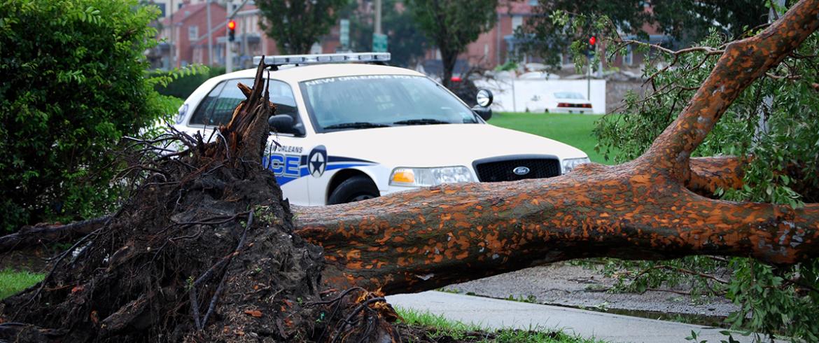 Police car blocked by fallen tree