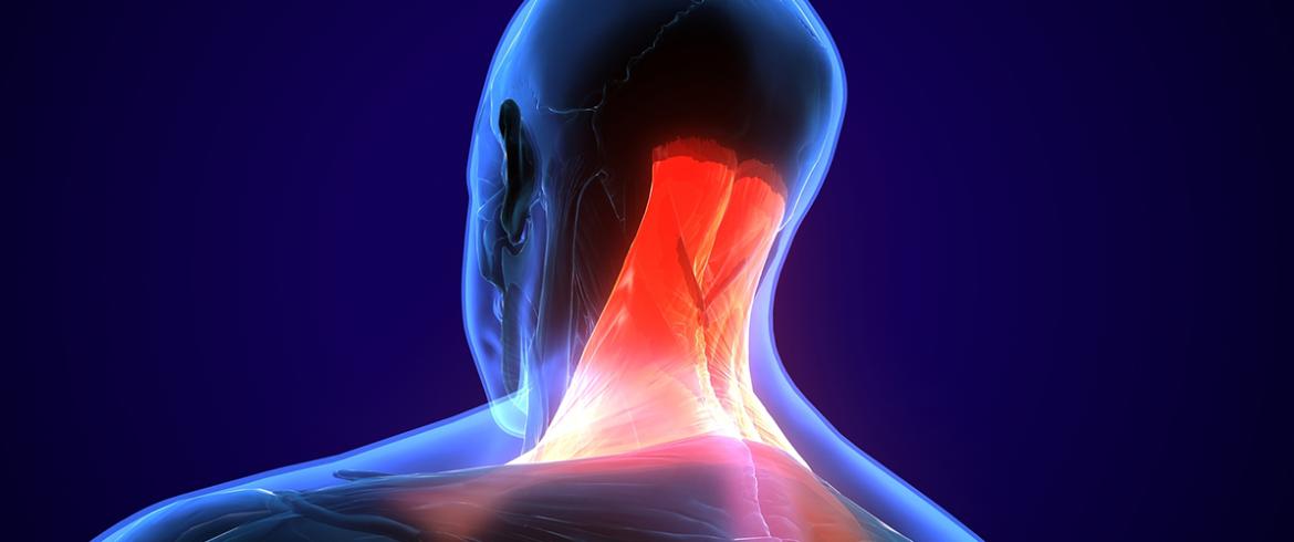 neck muscle illustration
