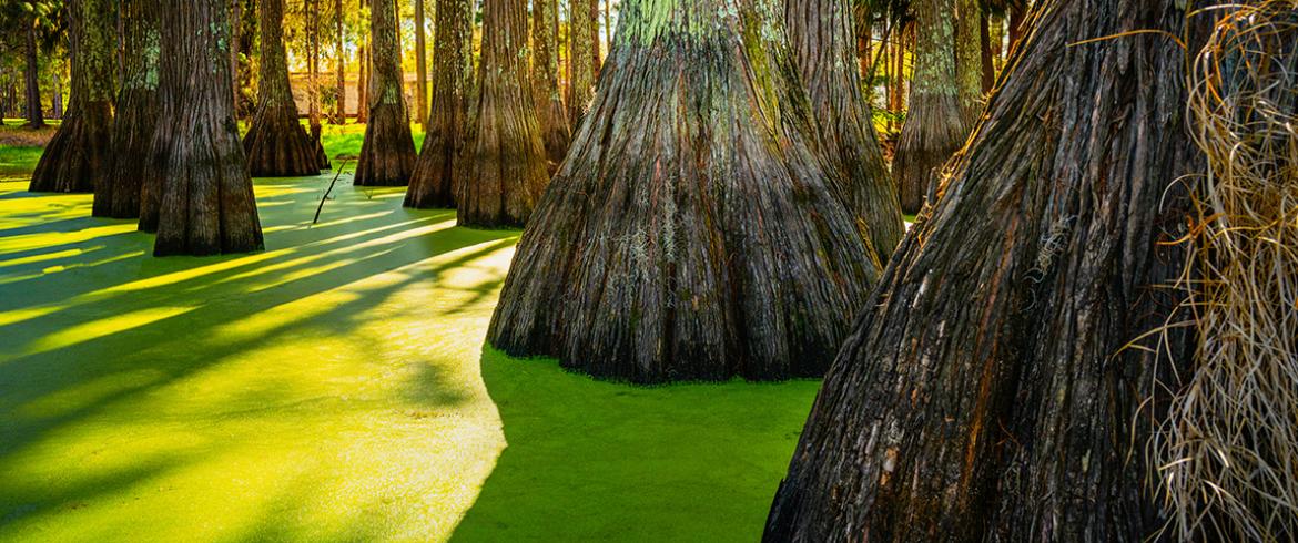 algae in a cypress lake in florida