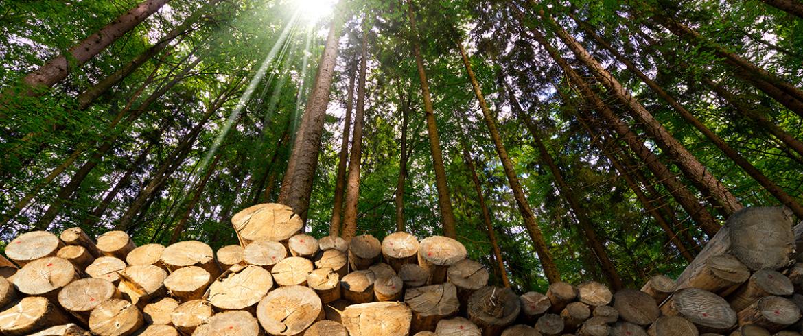 photo of logs in front of forest trees