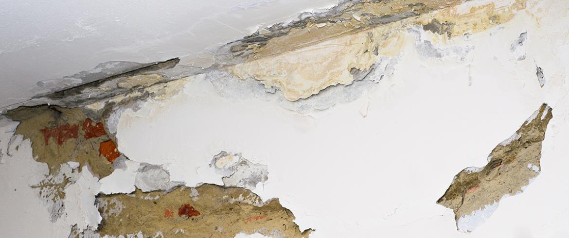 closeup phot of mold on a wall