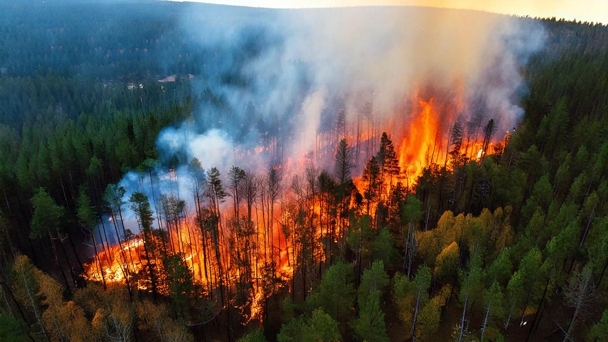 photo of wildfire burning in forest