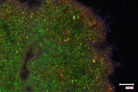 microscopic photo of cells in rainbow colors