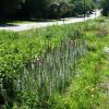 vegetated swale