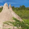 termite mound