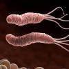 photoillustration of h pylori 